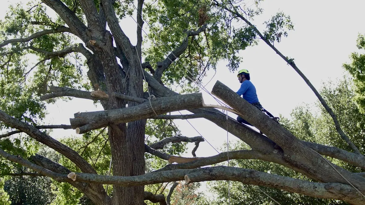 Professional Crown Thinning performed by certified arborists in Forks