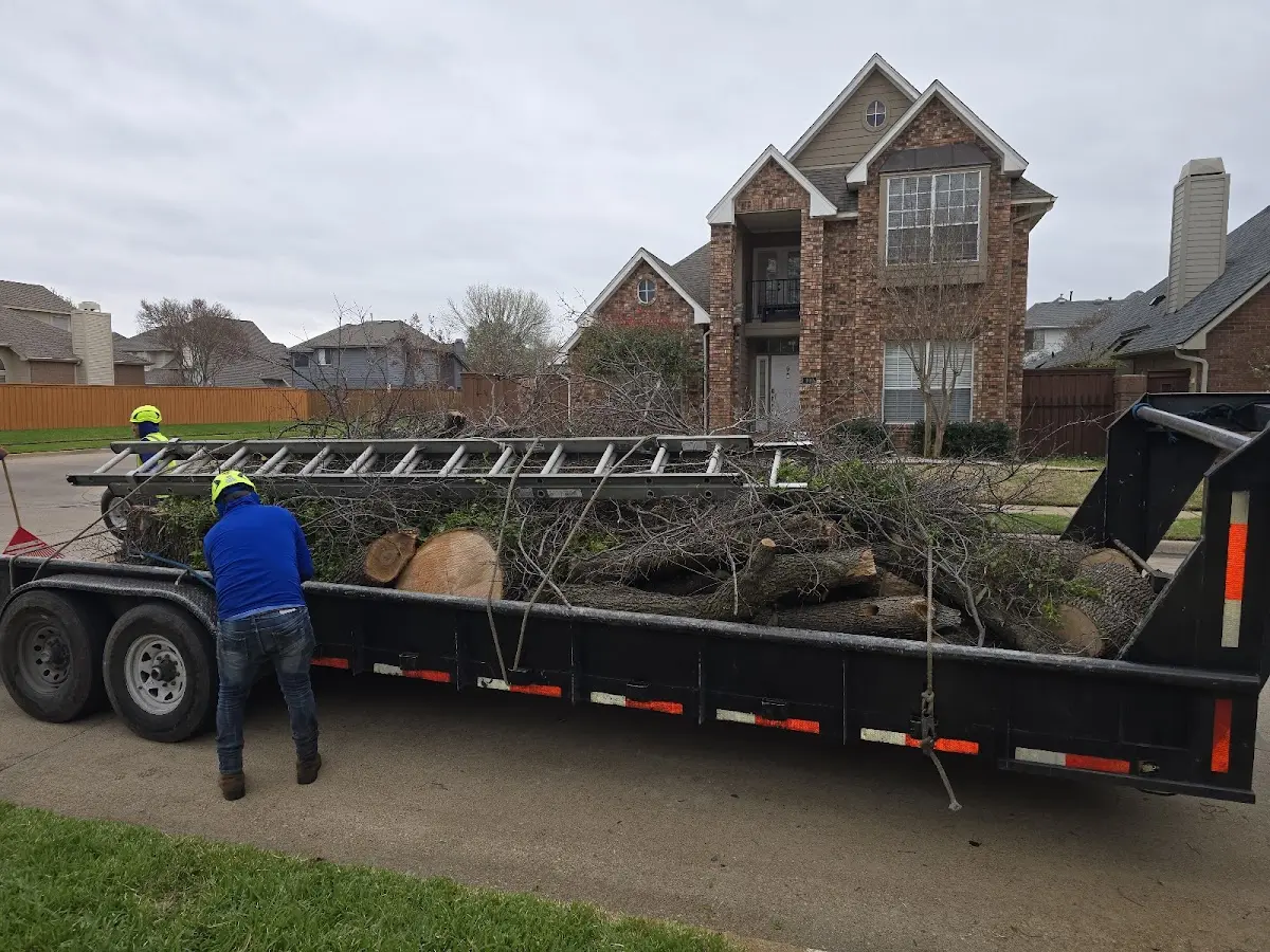 Expert Tree Pest Control with proper safety equipment in Forks